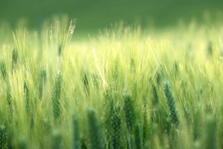 barley field in sunset timeの写真素材
