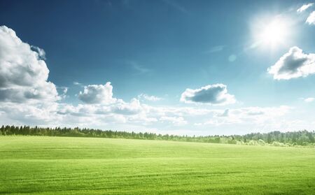 field of grass and perfect blue skyの写真素材