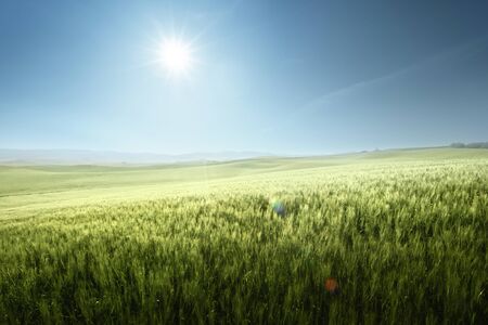 Green field of wheat in Tuscany, Italyの写真素材