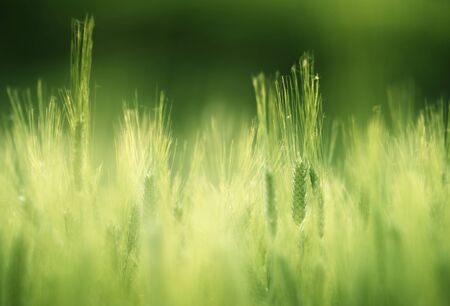 barley field in sunset timeの写真素材