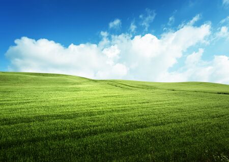field of grass and perfect blue skyの写真素材