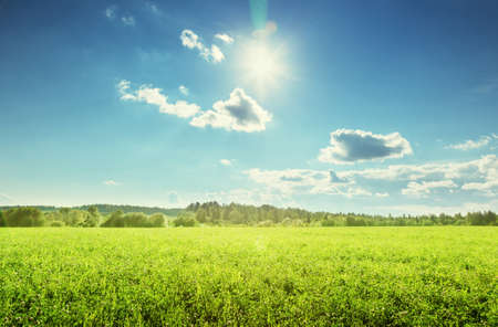 field of spring grass and perfect skyの写真素材
