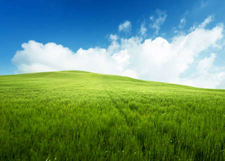 field of grass and perfect blue skyの写真素材