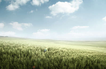 Green field of wheat in Tuscany, Italyの写真素材