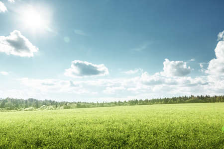 field of spring grass and perfect skyの写真素材