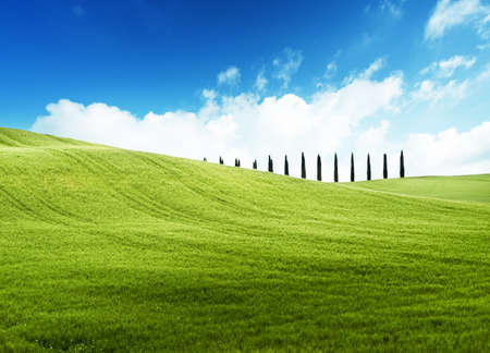 field of grass and perfect blue skyの写真素材