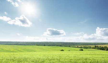 field of spring grass and perfect skyの写真素材