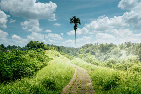 Capuhan ridge walk, Ubud, Bali, Indonesiaの写真素材