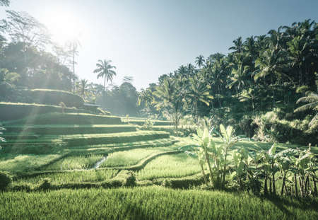 Tegalalang rice terrace, Bali, Indonesiaの写真素材