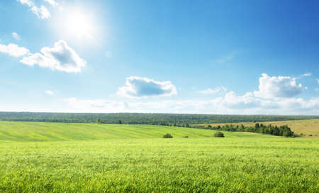field of spring grass and perfect skyの写真素材
