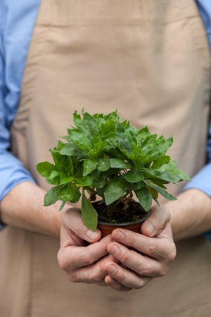 Close up of hands of garden worker holding flowerpot.の写真素材