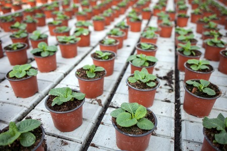 Close up of many flowerpots waiting for its owner at greenhouse