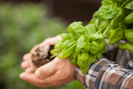 Close up of hands of senior farmer holding a plant with its root. The man is standing in his gardenの写真素材