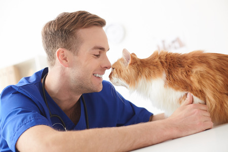 Professional young vet is examining health of cat. He is stroking the pet and smilingの写真素材