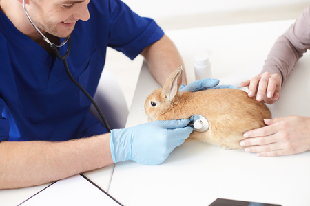 Professional young vet is checking animal health by the stethoscope. He is listening and smiling. Female hands are stroking the rabbitの写真素材