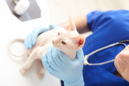 Top view of professional veterinarian examining health of cat. He is sitting at desk and touching a pet neckの写真素材