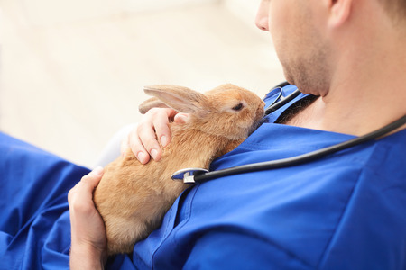 Skillful male vet is trying to cure the ill rabbit. He is holding pet and stroking it with sympathyの写真素材