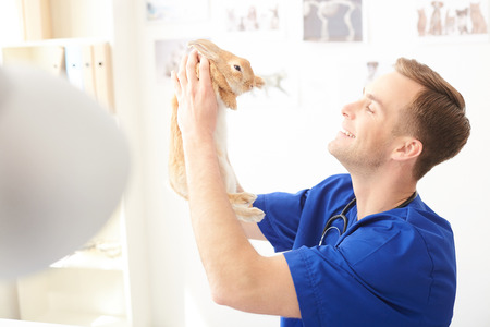Attractive male veterinarian is examining a rabbit. He is holding a pet and smilingの写真素材