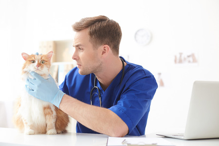 Professional male vet is examining a cat. He is looking at its head with concentration. Cat is sitting on tableの写真素材