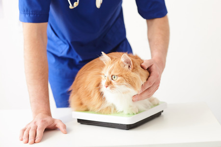 Close up of arms of male veterinarian measuring the cat on scales. He is standing near a table and stroking the petの写真素材