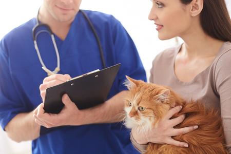 Experienced male vet is making notes about animal health with concentration. Beautiful woman is standing and holding a cat. She is smilingの写真素材