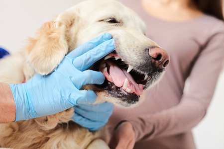 Close up of hands of veterinarian checking animal teeth. Focus on the dog with open mouth. His host is standing on backgroundの写真素材