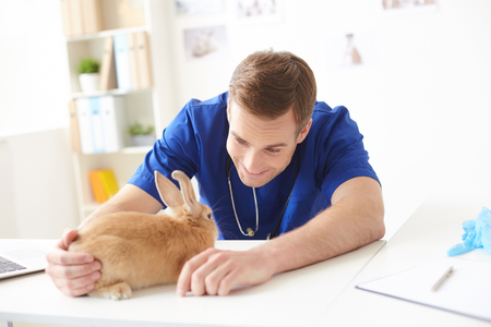 Professional young vet is examining health of rabbit. He is stroking it and smiling. The man is sitting at desk in clinicの写真素材