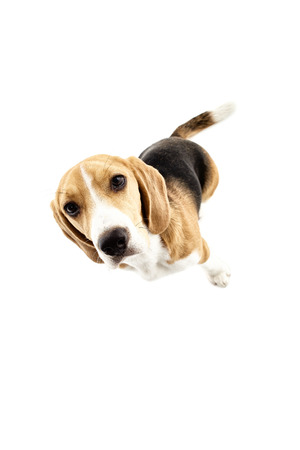 Top view of cute puppy standing and staring at camera with interest. Isolatedの写真素材