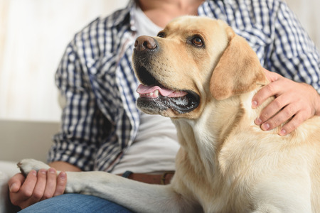 selective focus on happy puppy sitting on a couch with a guyの写真素材