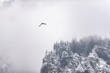 Huge flier floating around snowy rockの写真素材