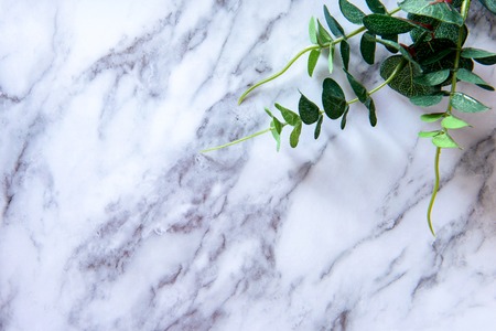 Small green plant at light surfaceの写真素材