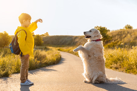 Joyful boy is training his Labrador dog road near grassland. The animal is standing on lower paws with cheerfulnessの写真素材