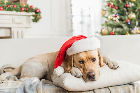Santa Claus. Cute big Labrador in red hat is lying on pillow with Christmas tree on backgroundの写真素材