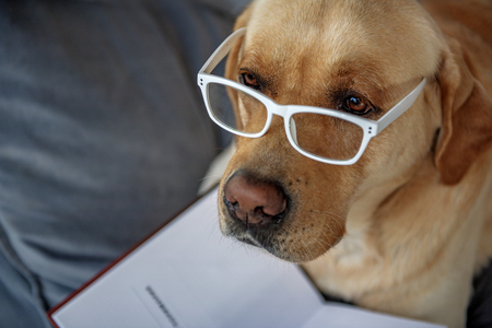 Serene pet resting on cozy couchの写真素材
