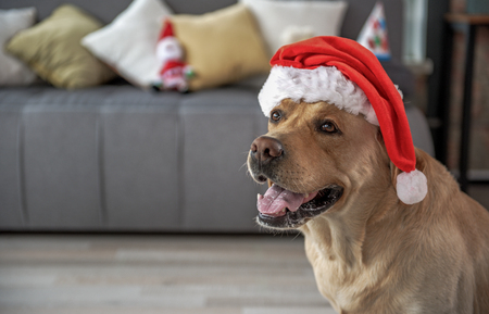 Cheerful labrador wearing christmas hatの写真素材