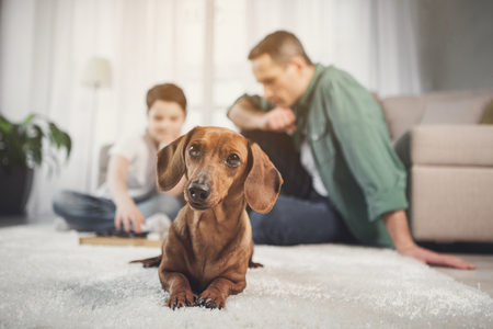 Low angle portrait of cute dog resting on rug and looking forward with interest. Father and son are playing checkers on backgroundの写真素材