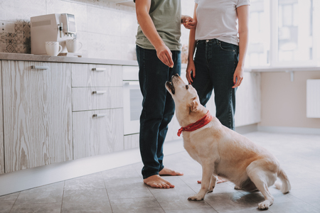 Two people in casual style feeding their hungry dog while standing in bright kitchen at homeの写真素材