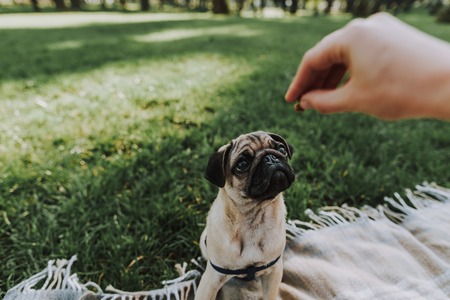Close up of cute pug is sitting on plaid outdoors and looking at food in his owner handの写真素材