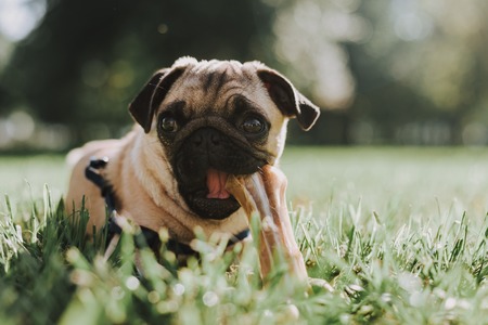 Close up of cute dog is staying in park and gnawing bone on green grass. Copy space on right sideの写真素材