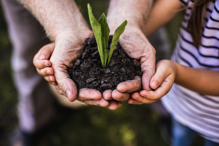 Human old and child hands holding young plant with ground before plantingの写真素材