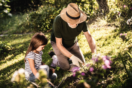 Elderly man with his granddaughter planting new flowers on flowering bedの写真素材