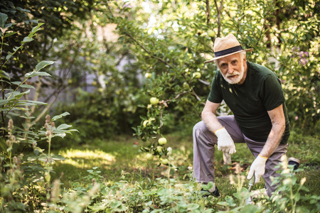 Old gardener standing on one knee while working and looking at camera. Copy space on left sideの写真素材