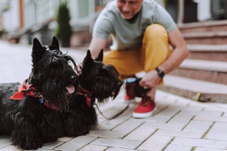 Smiling gray-haired man keeping the dogs on the leashsの写真素材
