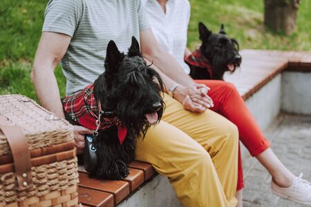 Adult couple having rest in square with dogsの写真素材