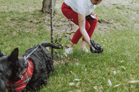 Woman cleaning up her dog in the parkの写真素材