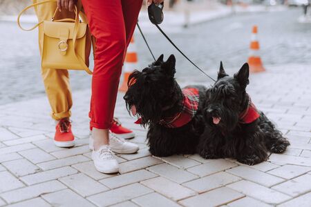 Husband and wife with their dogs standing on the streetの写真素材