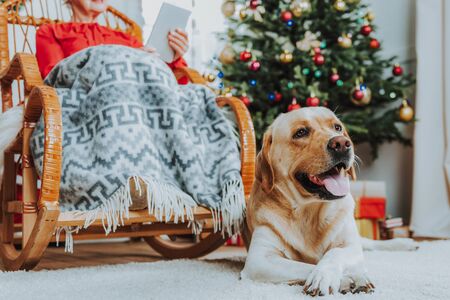 Labrador lying on the floor next to old womanの写真素材