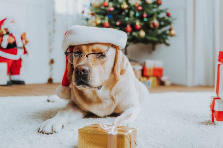 Labrador in Christmas hat lying on floorの写真素材