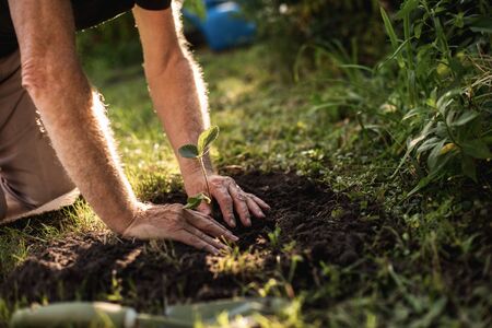 Hands of elderly horticulturist working in backyardの写真素材