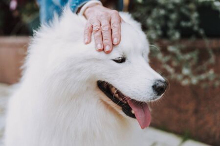 Happy well groomed pet sitting near female ownerの写真素材